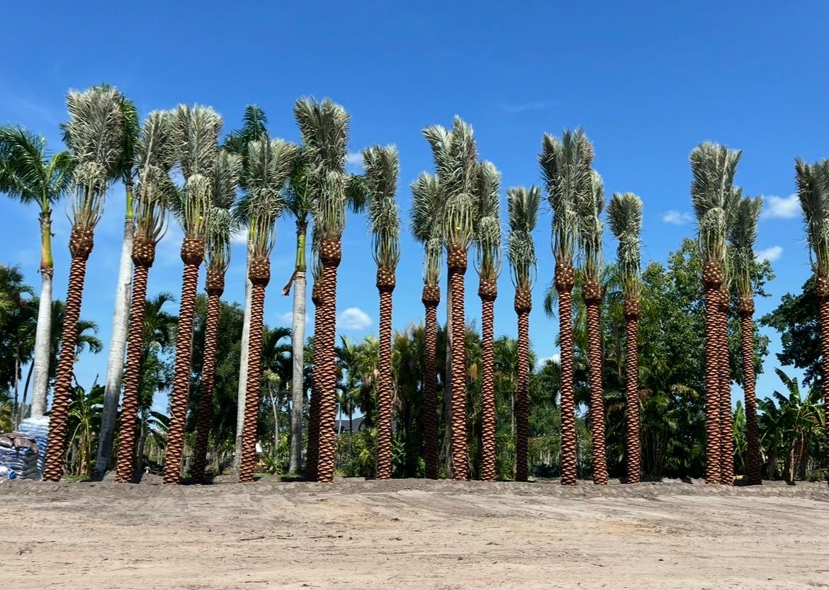 Mature cabbage palms on a residential property