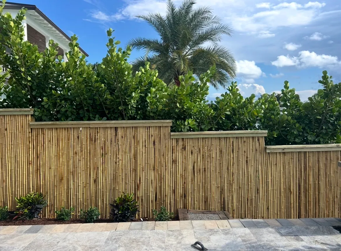 Row of mature specimen Medjool palms on a Treasure Coast property